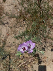 Clarkia tenella
