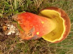 Lanmaoa pseudosensibilis