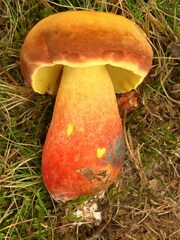 Lanmaoa pseudosensibilis