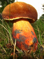 Lanmaoa pseudosensibilis