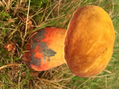 Lanmaoa pseudosensibilis