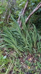 Crocosmia × crocosmiiflora