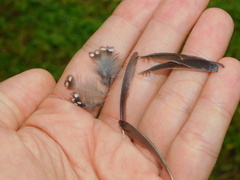 Mandingoa nitidula schlegeli