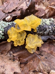 Tremella mesenterica