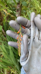 Crocosmia × crocosmiiflora