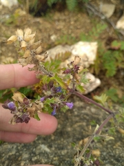 Dracocephalum olchonense