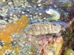 Ischnochiton striolatus