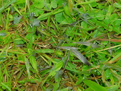 Mandingoa nitidula schlegeli