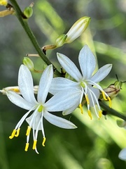 Chlorophytum saundersiae
