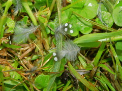 Mandingoa nitidula schlegeli