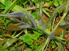 Mandingoa nitidula schlegeli