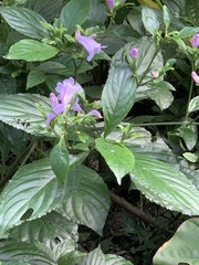 Strobilanthes cusia