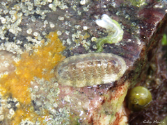 Ischnochiton striolatus