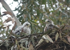Accipiter melanoleucus