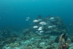Caranx sexfasciatus