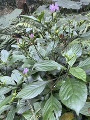 Strobilanthes cusia