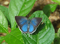 Ostrinotes sophocles