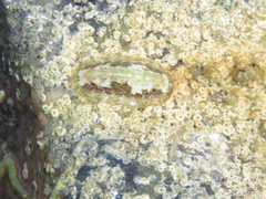 Ischnochiton striolatus