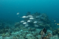 Caranx sexfasciatus