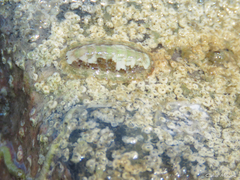 Ischnochiton striolatus