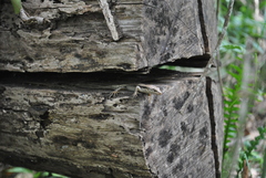 Concinnia tenuis