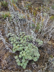 Artemisia cuspidata