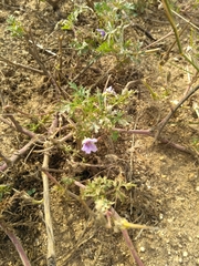 Erodium stephanianum
