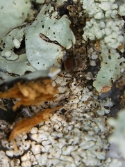 Orchesella celsa