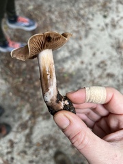 Cortinarius ohlone