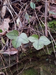 Hepatica acutiloba