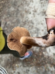 Cortinarius ohlone