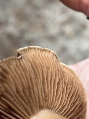 Cortinarius ohlone