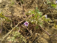 Erodium stephanianum