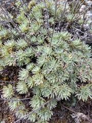 Artemisia cuspidata