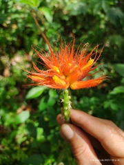 Gurania eriantha