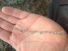 Artemisia cuspidata