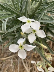 Matthiola