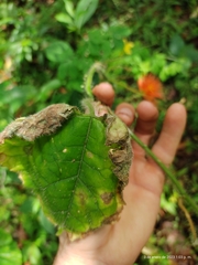 Gurania eriantha