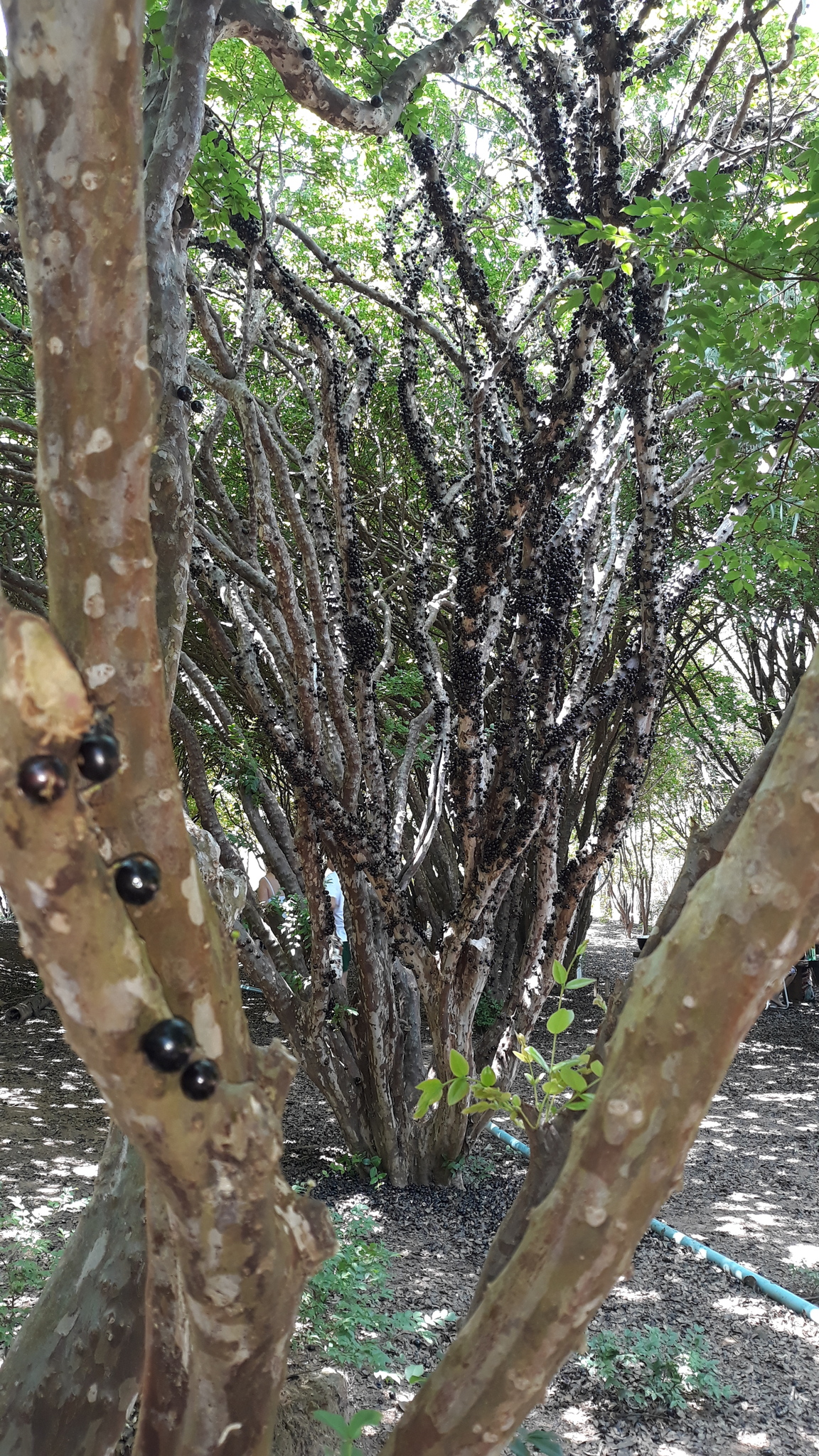 Plinia cauliflora