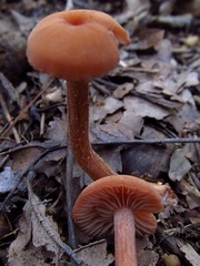 Laccaria laccata