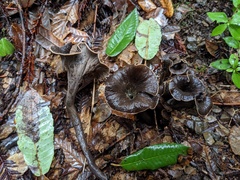Craterellus calicornucopioides