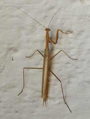 Coptopteryx argentina