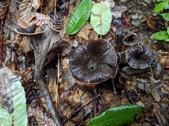 Craterellus calicornucopioides