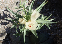 Mohavea confertiflora