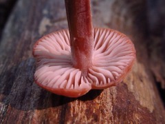Laccaria laccata