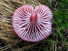 Laccaria laccata