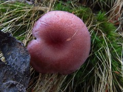 Laccaria laccata