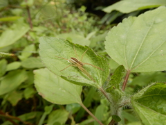 Dolomedes sulfureus