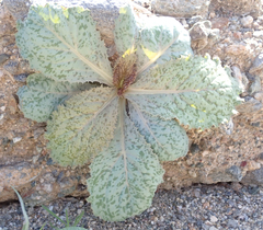 Atrichoseris platyphylla