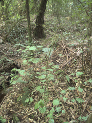 Streblus heterophyllus